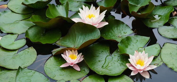 Pond with lily pads and flowers