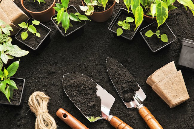 small plant seedlings sitting around soil with shovels