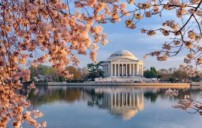 a view of the thomas jefferson memorial from across the pond, with pink cherry blossoms in the foreground