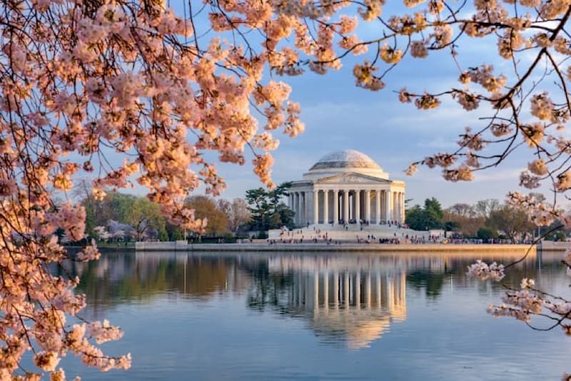 a view of the thomas jefferson memorial from across the pond, with pink cherry blossoms in the foreground