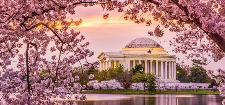 The Tidal Basin and Jefferson Memorial in Washington DC during the spring cherry blossom season.