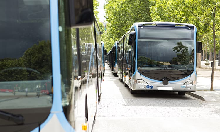 A line of charter bus rentals parked along a tree-lined curb